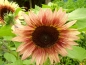Mobile Preview: Sonnenblume Helianthus annuus - 'Ruby Eclipse'