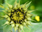 Preview: Sonnenblume - Helianthus annuus "Sun Green"