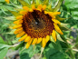 Preview: Sonnenblume - Helianthus annuus "Sun Green"