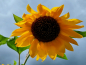 Preview: Sonnenblume "Sunrise Orange" - Helianthus annuus