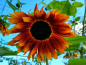 Mobile Preview: Sonnenblume "Terracotta"- Helianthus annuus