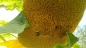 Mobile Preview: Titanen Sonnenblume -  Helianthus annuus 'Titan'