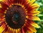 Preview: Sonnenblume - Helianthus annuus 'Velvet Queen Orange'