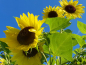Preview: Zitronengelbe Sonnenblume - Helianthus annuus 'Lemon'