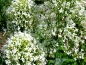 Preview: Weiße Spornblume Centranthus ruber 'Albus'