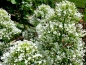 Preview: Weiße Spornblume Centranthus ruber 'Albus'