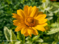 Preview: Kleinkoepfige-Sonnenblume---Helianthus-microcephalus--Lemon-Queen--1200