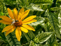 Preview: Kleinkoepfige-Sonnenblume---Helianthus-microcephalus--Lemon-Queen--1200