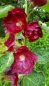 Mobile Preview: Gewöhnliche Stockrose Dunkelrot - Alcea rosea