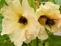 Preview: Gewöhnliche Stockrose gelb - Alcea rosea