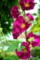 Preview: Gewöhnliche Stockrose Lila Dunkelrot Bordeaux- Alcea rosea