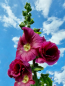 Preview: Gewöhnliche Stockrose Lila Dunkelrot Bordeaux- Alcea rosea