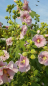 Preview: Gewöhnliche Stockrose Rosa-Weiss - Alcea rosea