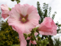 Preview: Gewöhnliche Stockrose Rosa-Weiss - Alcea rosea