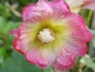 Preview: Saatgut Gewöhnliche Stockrose rosa-gelb - Alcea rosea