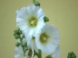 Mobile Preview: Gewöhnliche Stockrose weiss - Alcea rosea
