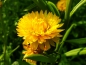 Mobile Preview: Strohblumen - Helichrysum bracteatum