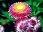 Mobile Preview: Strohblumen - Helichrysum bracteatum