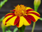 Preview: Studentenblume - Tagetes patula "Court Jester"
