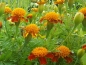 Preview: Tagetes patula