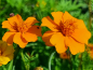 Mobile Preview: Studentenblume - Tagetes erecta 'Orange Sun'