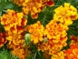 Preview: Tagetes - Tagetes patula