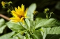 Preview: Durchwachsene Silphie Silphium perfoliatum L.
