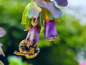 Preview: Große Wachsblume - Cerinthe major 'Purpurascens'