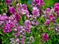 Preview: Duft Edelwicke - Lathyrus odoratus "Royal Mischung"