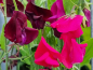Preview: Duftwicke - Lathyrus odoratus 'Red Mix'