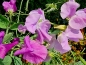 Preview: Rosa Duftwicke - Lathyrus odoratus 'Rose'