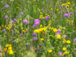 Preview: Wildblumen und Kräuterwiese mit Gräsern Plus