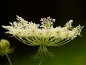 Preview: Wilde Möhre - Daucus carota subsp. carota