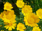 Mobile Preview: Saatwucherblume - Chrysanthemum segetum
