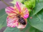 Mobile Preview: Saatgut Bunte Wunderblume - Mirabilis jalapa colorful
