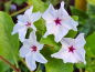 Preview: Wilde Wunderblume - Mirabilis longiflora