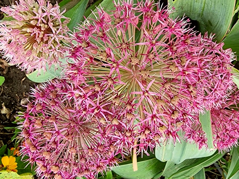 Zierlauch - Allium "Red Giant"