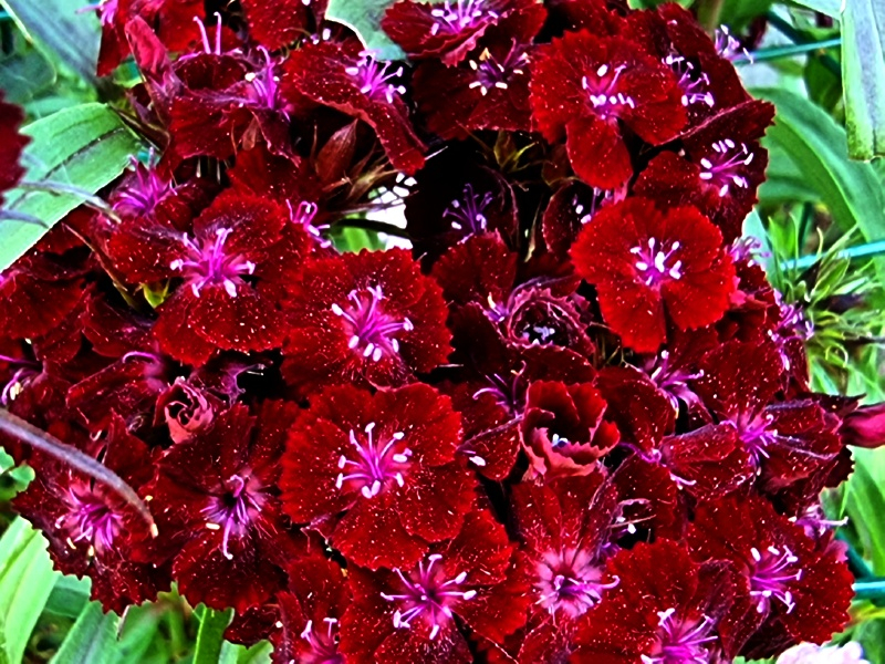 Saatgut Schwarzrote Bartnelke - Dianthus barbatus nigrescens 'Sooty'