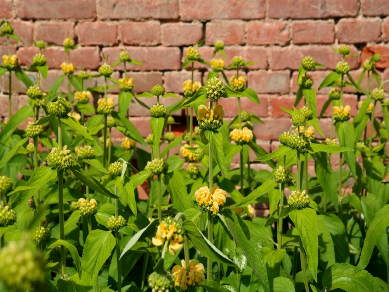 Gelbes Brandkraut - Phlomis russeliana