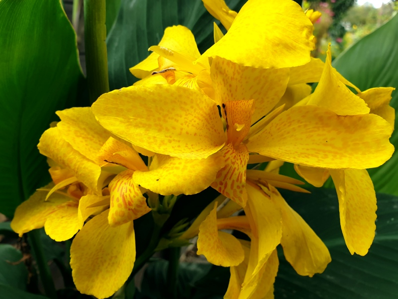 Indisches Blumenrohr Gelb - Canna Indica 