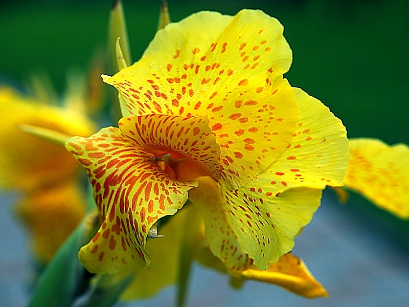 Indisches Blumenrohr Gelb - Canna Indica "Yara"