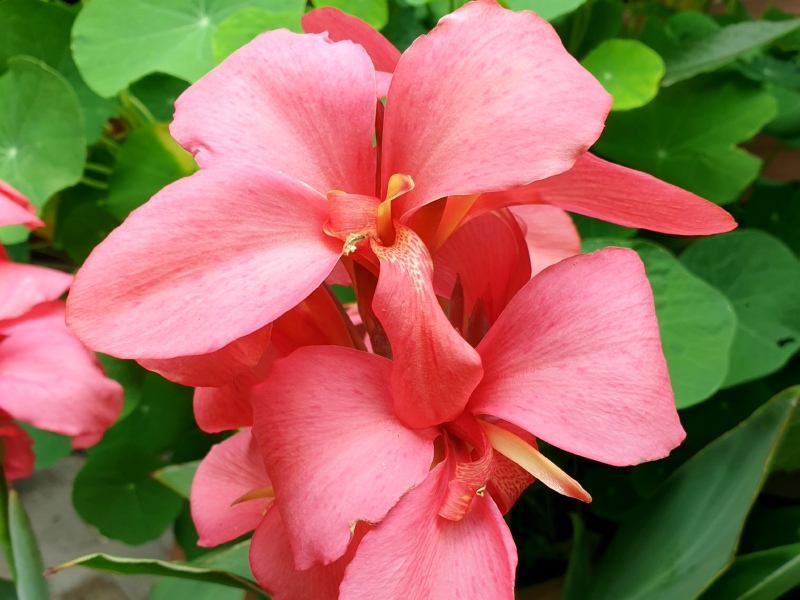 Saatgut Indisches Blumenrohr - Canna edulis "Fuchsia"