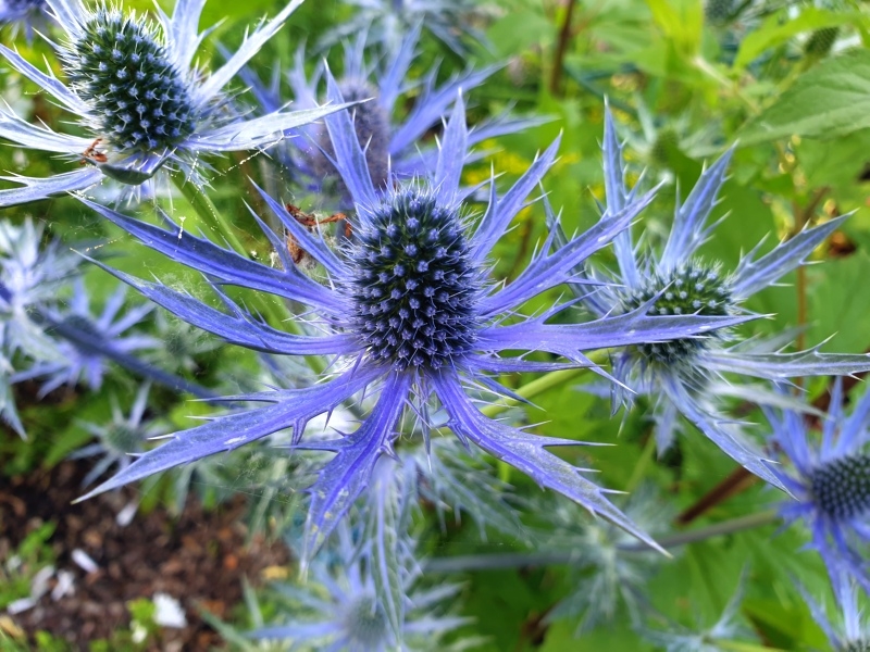 Saatgut Edeldistel - Eryngium x zabelii 'Big Blue'