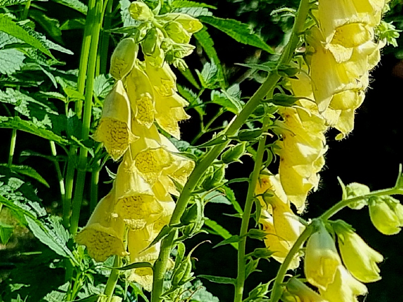 Großblütiger Gelber Fingerhut - Digitalis grandiflora