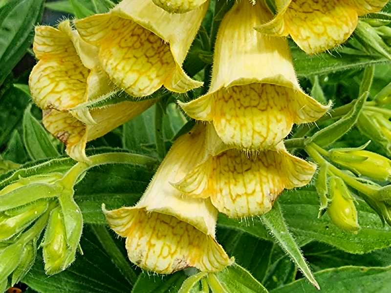 Großblütiger Gelber Fingerhut - Digitalis grandiflora