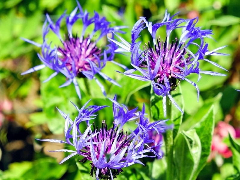Centaurea dealbata – lila Wiesen Flockenblume 50 Samen mehrjärig – ca 