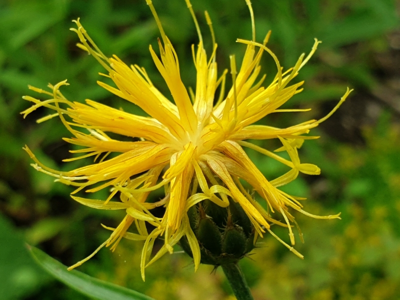 Saatgut Gelbe Flockenblume - Centaurea rupestris