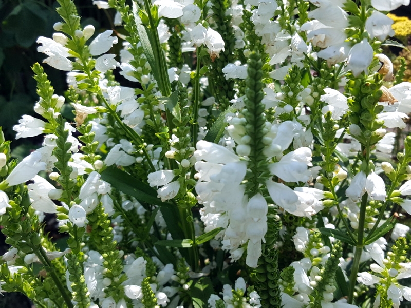 Weiße Virginische Gelenkblume - Physostegia virginiana