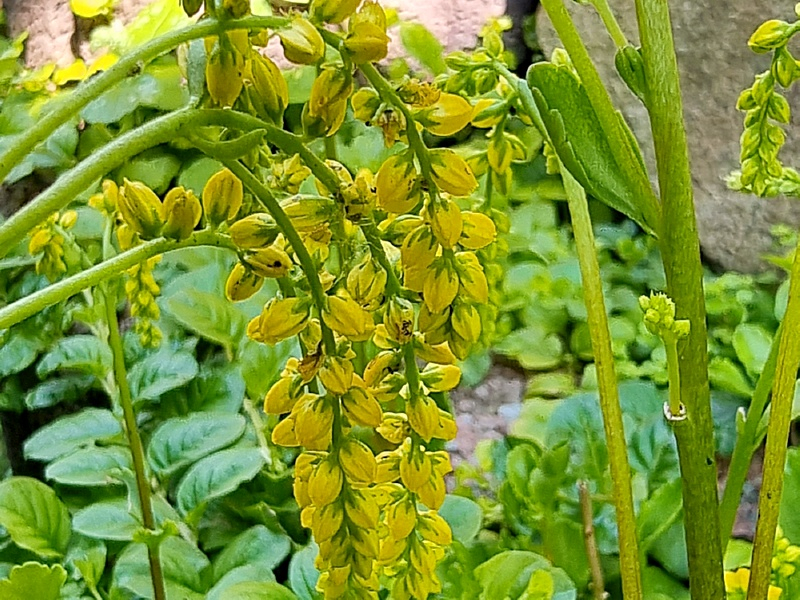 Goldtröpfchen - Chiastophyllum oppositifolium