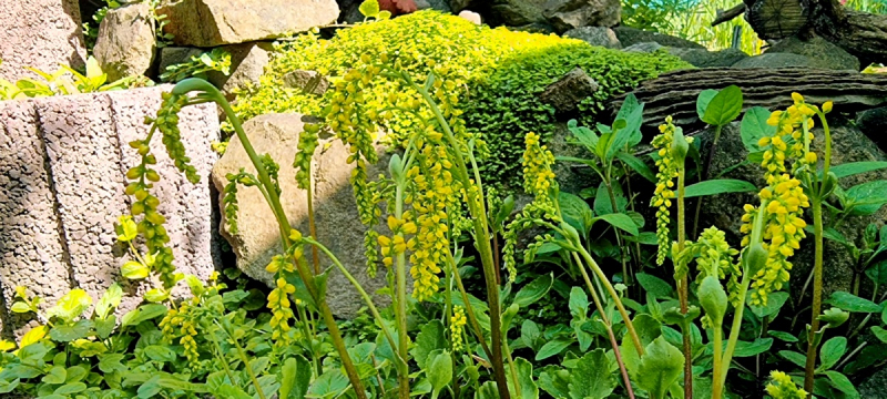Goldtröpfchen - Chiastophyllum oppositifolium